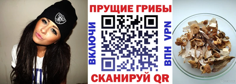 Псилоцибиновые грибы Psilocybe  Еманжелинск 